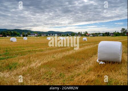 Des boules de foin enveloppées de plastique blanc se répandent sur un champ agricole à Ulefoss, Telemark, Norvège. Banque D'Images