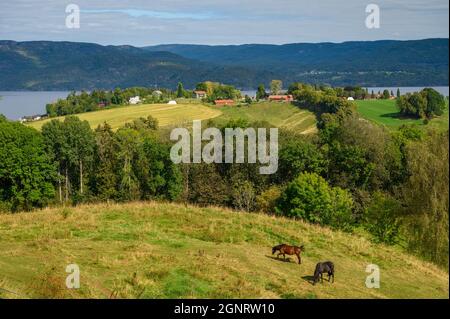 Vue sur les collines vallonnées avec fermes, maisons et bois et le lac Norsjø dans la région d'Ulefoss dans le comté de Telemark, en Norvège. Banque D'Images