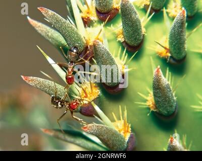 Prise avec un objectif macro de 105 mm, une paire de minuscules Southern Fire Ants, l'espèce Solenopsis Xyloni, originaire de l'Arizona grimpant sur le green pad d'un Prickly Banque D'Images