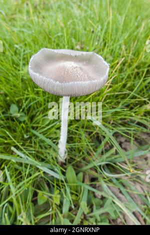 Inkcap (Copprinopsis lagopus) pousse sur une réserve naturelle dans la campagne de Herefordshire au Royaume-Uni. Septembre 2021. Banque D'Images