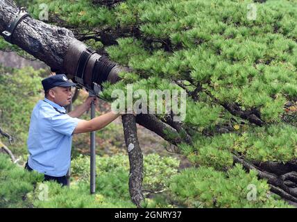 (210927) -- HEFEI, 27 septembre 2021 (Xinhua) -- Hu Xiaochun vérifie les poteaux de soutien du PIN de salutation dans la région pittoresque de la montagne Huangshan, dans la province d'Anhui, en Chine orientale, le 26 septembre 2021. La montagne Huangshan, l'un des endroits les plus célèbres de Chine, est un site classé au patrimoine mondial de l'UNESCO dans la province d'Anhui en Chine orientale et un géoparc mondial. Salutation Pine est un monument célèbre dans la montagne Huangshan. L'arbre, qui grandit des rochers avec une longue branche s'étendant sur l'embouchure d'une grotte, a obtenu le nom principalement parce qu'il semble accueillir n'importe qui qui arrive sur la scène. On le croit Banque D'Images