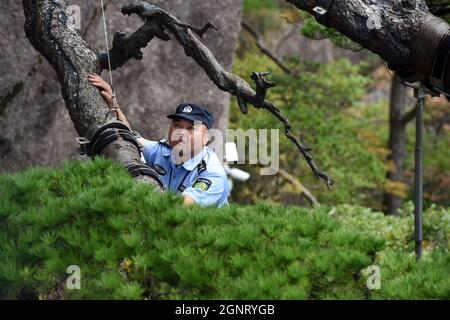 (210927) -- HEFEI, 27 septembre 2021 (Xinhua) -- Hu Xiaochun vérifie les poteaux de soutien du PIN de salutation dans la région pittoresque de la montagne Huangshan, dans la province d'Anhui, en Chine orientale, le 26 septembre 2021. La montagne Huangshan, l'un des endroits les plus célèbres de Chine, est un site classé au patrimoine mondial de l'UNESCO dans la province d'Anhui en Chine orientale et un géoparc mondial. Salutation Pine est un monument célèbre dans la montagne Huangshan. L'arbre, qui grandit des rochers avec une longue branche s'étendant sur l'embouchure d'une grotte, a obtenu le nom principalement parce qu'il semble accueillir n'importe qui qui arrive sur la scène. On le croit Banque D'Images