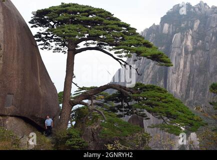 (210927) -- HEFEI, le 27 septembre 2021 (Xinhua) -- Hu Xiaochun effectue un contrôle de routine du dendroctone du pin du salutation dans la région pittoresque de Huangshan Mountain, dans la province d'Anhui, en Chine orientale, le 25 septembre 2021. La montagne Huangshan, l'un des endroits les plus célèbres de Chine, est un site classé au patrimoine mondial de l'UNESCO dans la province d'Anhui en Chine orientale et un géoparc mondial. Salutation Pine est un monument célèbre dans la montagne Huangshan. L'arbre, qui grandit des rochers avec une longue branche s'étendant sur l'embouchure d'une grotte, a obtenu le nom principalement parce qu'il semble accueillir n'importe qui qui arrive sur la scène. Il est censé être meilleur Banque D'Images