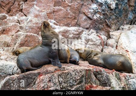 Lions de mer reposant sur les pierres des îles Ballestas du Pérou Banque D'Images