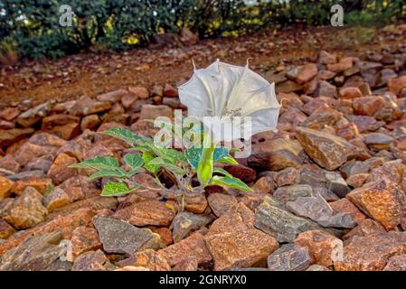 Fleur du stramonium Datura, également connu sous le nom de Jimson Weed, Diable Snare, et Pomme épineuse. C'est une mauvaise herbe toxique envahissante d'Amérique centrale qui a des Banque D'Images