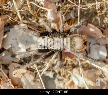 Camouflage California Tarantula mâle adulte à la recherche d'une femelle pendant la saison de reproduction. Joseph Grant County Park, comté de Santa Clara, Californie, États-Unis. Banque D'Images