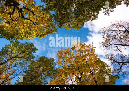 Automne dans le jardin d'été (Letniy Sad), Saint-Pétersbourg, Russie Banque D'Images