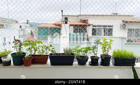 Un petit jardin potager sur le balcon de l'appartement. Épices, tomates, thés et beaucoup d'amour impliqués dans le soin des plantes Banque D'Images