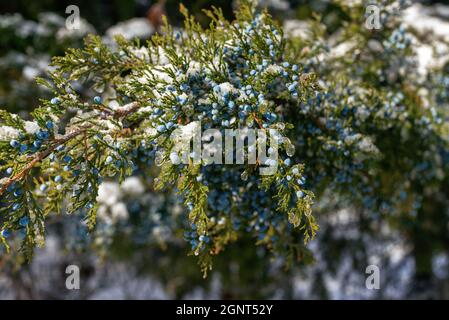 Un genévrier hivernal se présente sur un fond blanc. Juniperus communis aux baies recouvertes de neige Banque D'Images