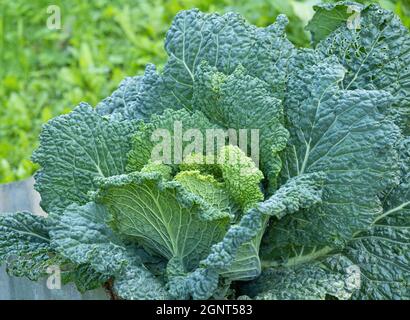Tête fraîche et mûre de chou de savoie (Brassica oleracea sabauda) avec beaucoup de feuilles poussant dans le jardin fait maison. Gros plan. Agriculture biologique, alimentation saine, Banque D'Images