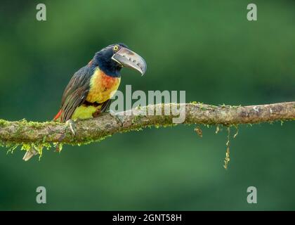 Aracari (Pteroglossus torquatus), collared, assis sur une branche sous la pluie dans une forêt tropicale du Costa Rica. Banque D'Images