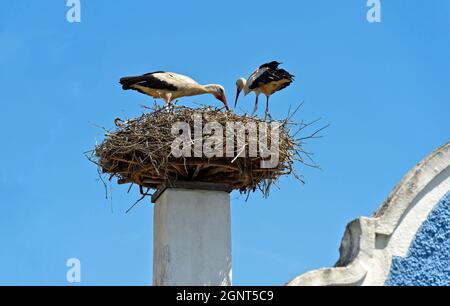 Couple de porc (Ciconia ciconia) au nid sur une cheminée, Apetlon, Seewinkel, Burgenland, Autriche Banque D'Images