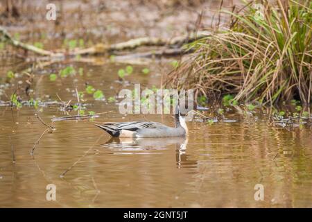 Canard à queue d'épingle mâle adulte migrant vers le sud en géorgie dans une zone humide en hiver, nageant dans la vue latérale de l'eau Banque D'Images