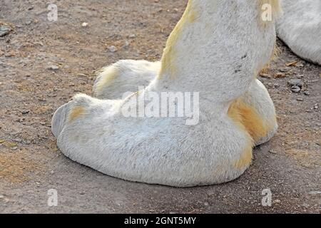 Gros plan sur la jambe Camel Banque D'Images