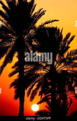 Coucher de soleil stylisé ou lever à travers les palmiers tropicaux au coucher ou au lever du soleil Banque D'Images