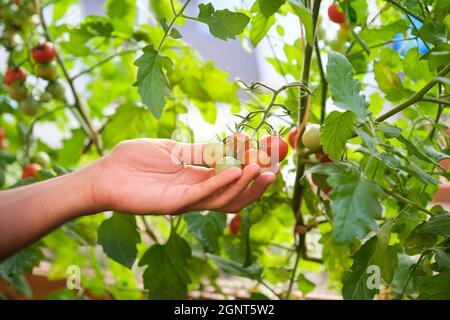 Homme méconnaissable examinant un bouquet de tomates cerises sur une plante de tomatoe. Banque D'Images