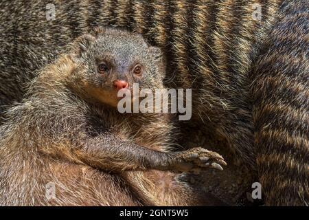 Surprise Mongoose baguée (Mungos mungo) se réveillant, originaire du Sahel jusqu'en Afrique australe Banque D'Images