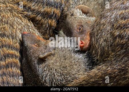 Snuggling mangoustes bagués (Mungos mungo) / sommeil reposant entassés dans la mangouste bagués colonie, originaire d'Afrique Banque D'Images