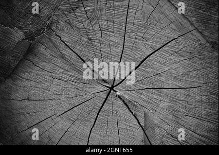 Gros plan noir et blanc photo de la coupe transversale d'un grand tronc d'arbre. Banque D'Images