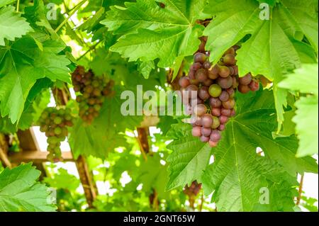 Un vieux raisin de variété inconnue avec des grappes de raisins non mûrs qui poussent à l'intérieur d'une grande serre. Banque D'Images