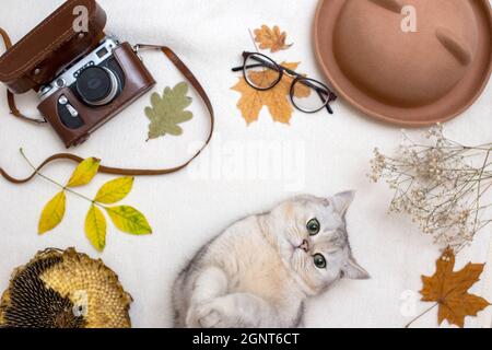 Design plat d'automne avec chat blanc mignon, feuilles d'automne, appareil photo à vieux film Banque D'Images