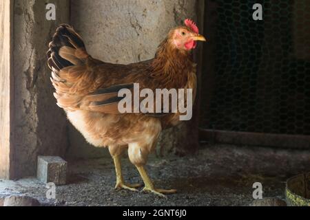 poulet brun pontant des œufs, poule domestique dans un coop de poulet, gros plan pris à la lumière naturelle Banque D'Images