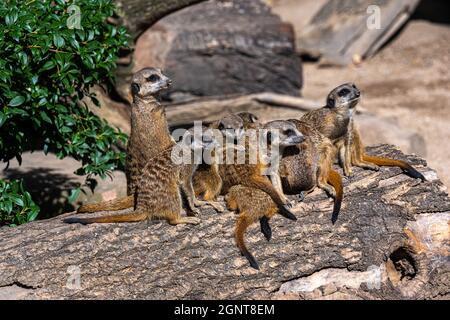 Un couple de meerkats s'assoient sur une bûche et passent le temps Banque D'Images