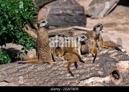 Un couple de meerkats s'assoient sur une bûche et passent le temps Banque D'Images