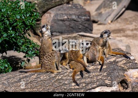 Un couple de meerkats s'assoient sur une bûche et passent le temps Banque D'Images