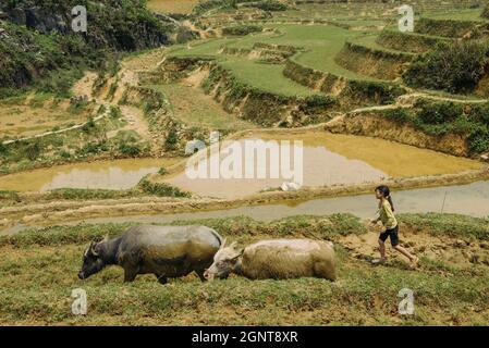 Sapa, Vietnam - 14 avril 2016 : jeune fille et garçon marchant avec le bison sur le champ de riz.Les enfants vietnamiens du village ont le devoir de s'en occuper Banque D'Images