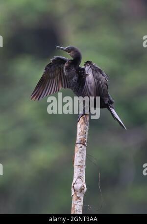 Cormorant indien (Phalacrocorax fuscicollis) immature perchée au poteau avec des ailes s'étalant au Sri Lanka Décembre Banque D'Images