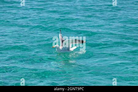 Mouette de mer mouette de hareng européenne avec nourriture en bouche sur fond bleu turquoise de la mer, ailes ouvertes, vue latérale. Mer Egée, Grèce. Banque D'Images