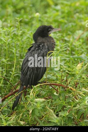 Petit Cormorant (Phalacrocorax niger) adulte se reposant dans le marais, humide après la pluie Sri Lanka Décembre Banque D'Images