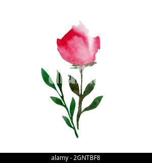 Illustration vectorielle d'une rose aquarelle dans un bourgeon. Illustration de Vecteur