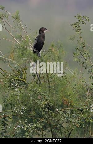 Petit Cormorant (Phalacrocorax niger) immature perchée dans la végétation riveraine Koshi Tappu, Népal Janvier Banque D'Images