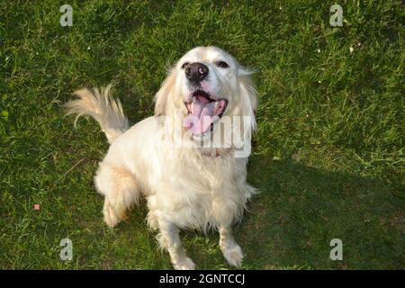 White Dog Happy English Setter souriant sur l'herbe Banque D'Images