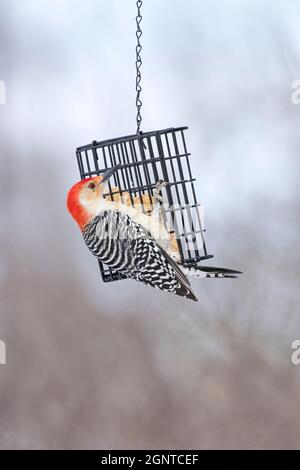 Pic à ventre rouge sur le mangeoire à suet en hiver Banque D'Images