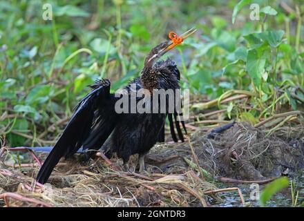 Darter oriental (Anhinga melanogaster) adulte avec le billet pris dans le bandeau de femmes Sri Lanka Décembre Banque D'Images