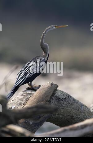 Darter oriental (Anhinga melanogaster) adulte reposant sur le tronc d'arbre mort Chitwan NP, Népal Janvier Banque D'Images