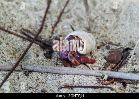 Crabe ermite dans le parc national de Cahuita, Costa Rica Banque D'Images