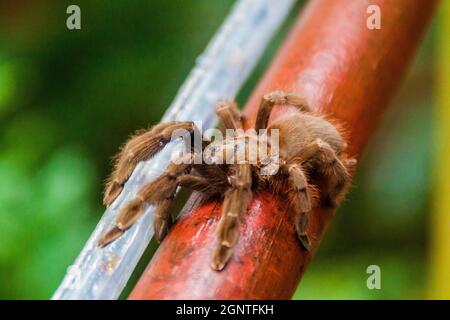 Tarantula sur une rampe à Panama Banque D'Images