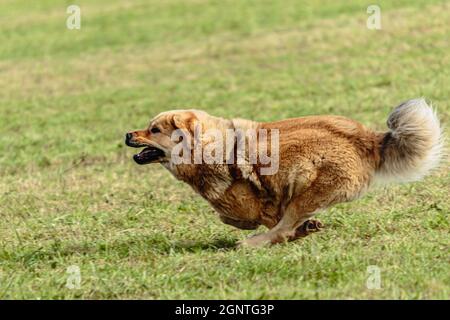 Chien de mastiff tibétain courant dans et pourchassant courtiser son leurre sur le terrain Banque D'Images