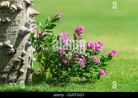 Chorisia speciosa et fleurs roses. Tronc épineux de Ceiba speciosa. La surface du tronc de l'arbre avec beaucoup de pointes dessus Banque D'Images