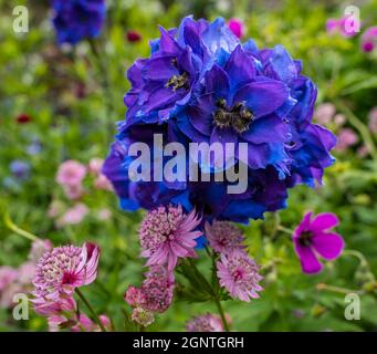 Gros plan de fleur de Delphinium ou de larkspur violet profond, East Lothian, Écosse, Royaume-Uni Banque D'Images