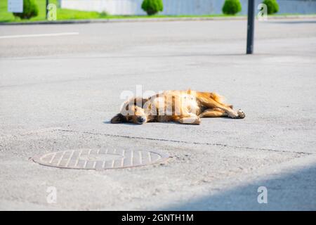 chien rouge gentil couché sur le trottoir Banque D'Images