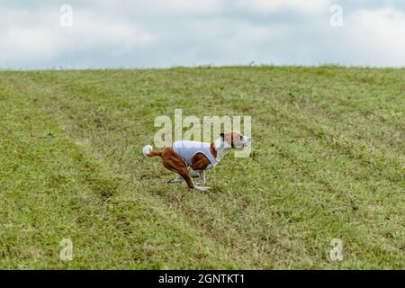 Chien Basenji en blouson blanc sur terrain vert courrant Banque D'Images