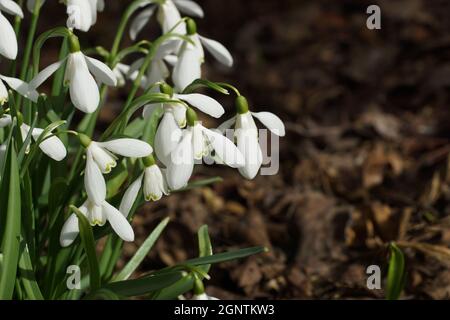 Galanthus nivalis, goutte de neige, goutte de neige commune.Fleurs blanches de gros plan.Photo horizontale. Banque D'Images