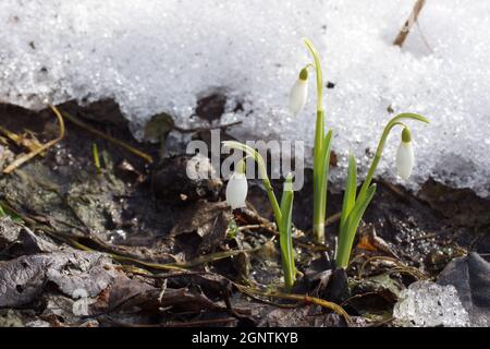 Galanthutilise sur fond de neige.Galanthus nivalis, goutte de neige, goutte de neige commune. Banque D'Images