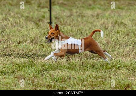 Chien Basenji en blouson blanc sur terrain vert courrant Banque D'Images