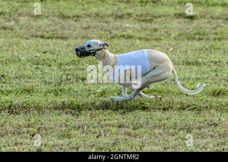 Chien de race blanche sur un terrain vert courrant Banque D'Images